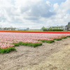 Отель Lovely Bungalow in Noordwijkerhout With Garden, фото 21