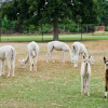 Отель Ambers & Grace Guest Farm, фото 11