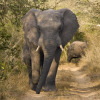 Отель Elephant Game Lodge, фото 15