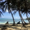 Отель Las Palmeras Beachfront Hotel, фото 15