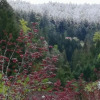 Отель Zum Letzten Gstehr - Black Forest River Side Hotel, фото 50