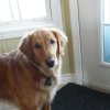 Отель Coverdale Bed & Breakfast, фото 8