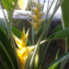 Отель Sea Heart House on Koggala Lake, фото 26