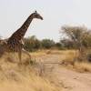 Отель Manong Game Lodge, фото 33