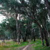 Отель Byronsvale Vineyard and Accommodation, фото 16