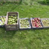 Отель Appels en Peren Bed and Breakfast, фото 10