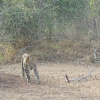 Отель Wadula Safari Yala, фото 17