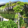 Отель Villa Wisteria, фото 4