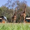 Отель Zoofari Lodge at Taronga Western Plains, фото 26