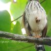 Отель Tangkoko Guesthouse, фото 6