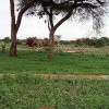 Отель Oilepo Amboseli - Luxury Tents, фото 10