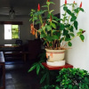 Отель Lixion Homestay, фото 9