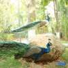 Отель Days Inn Wyndham Jinghong Rainforest Park, фото 8