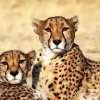 Отель Cheetah View, фото 10