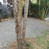 Отель House With 2 Bedrooms in Le Tampon , With Wonderful sea View and Enclo, фото 10