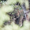 Отель Mdluli Safari Lodge, фото 42