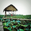 Отель Hai Lua Homestay (Lotus Lake Homestay), фото 2