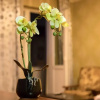Отель MyRooms Mitskevich Apartments, фото 14