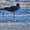 Отель FOUR SEASONS on the gulf, фото 23