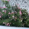 Отель Vegera Apartment 'Ostria', Stavros Donoussa, фото 14