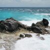 Отель Festiva Sailing Vacations - Sint Maarten, Simpson Bay, St Maarten Dutch Caribbean, фото 9