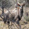Отель Modikgweng Lodge, фото 10