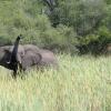 Отель Nkasa Lupala Tented Lodge, фото 29