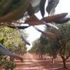 Отель Beautiful Triple Room in Ancient Masseria Near the sea in a Quiet Olive Trees, фото 3