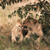 Отель Etosha Safari Camping2Go, фото 14