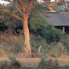 Отель Sabi Sabi Bush Lodge, фото 1