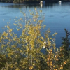 Отель Buffalo Nights Bed and Breakfast, фото 15