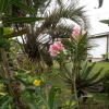Отель Pousada das Rosas, фото 23