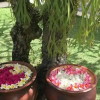 Отель Villa Pasraman Baghawan, фото 37