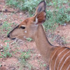 Отель Vaal River YOLO Spaces – Vaal River Bush Lodge, фото 30