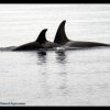 Отель Orca House Bed and Breakfast, фото 12