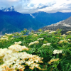 Отель Meri Snow Mountain Travellingwithhotel, фото 22