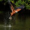 Отель Pousada Rio Claro, фото 33