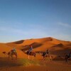 Отель Sahara Camels Camp, фото 40