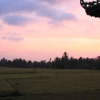 Отель Villa Mangku in Ricefield, фото 3