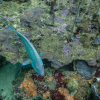 Отель Divers Paradise Boutique Hotel, фото 13
