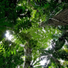 Отель Selva Bananito Lodge, фото 8