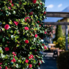 Отель Ascona Lodge, Pool & Garden Retreat, фото 4