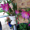 Отель Mundaring Bed and Breakfast, фото 1