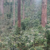 Отель Three Hills Coorg, фото 7