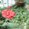 Отель Green Field Homestay, фото 10