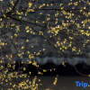 Отель Blossom Hill Hotels & Resorts · Qiushuli, фото 14