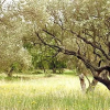 Отель Le Jardin Du Golfe, фото 12