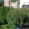 Отель Camere Bolzano Da Glauco, фото 23