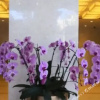 Отель Guanfang Hotel, фото 11