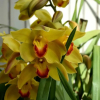 Отель Orchid House - T1 Apartment, фото 11